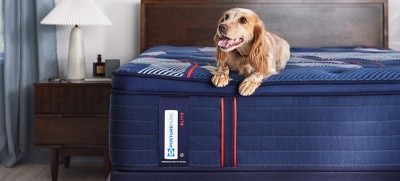 A dog sitting on a Posturepedic Elite Spring mattress