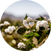 Naturals_Materials_Cotton_200 (1)