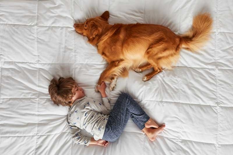 Little kid and dog holding hands sleeping on top of white comforter